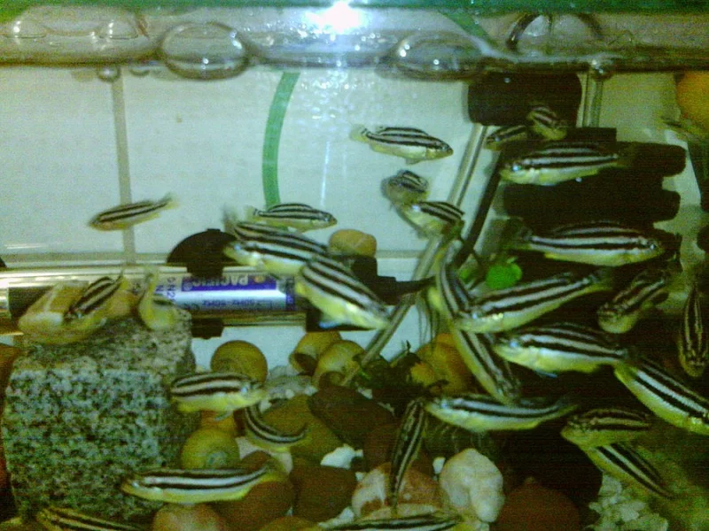 Tlamovec pestry-Melanochromis auratus