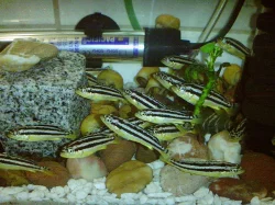 Tlamovec pestry-Melanochromis auratus