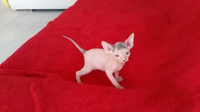 Koťátka kanadský Sphynx