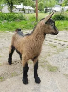 Prodám kozu – letošní kůzle