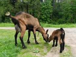 Prodám kozu – letošní kůzle