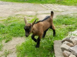 Prodám kozu – letošní kůzle