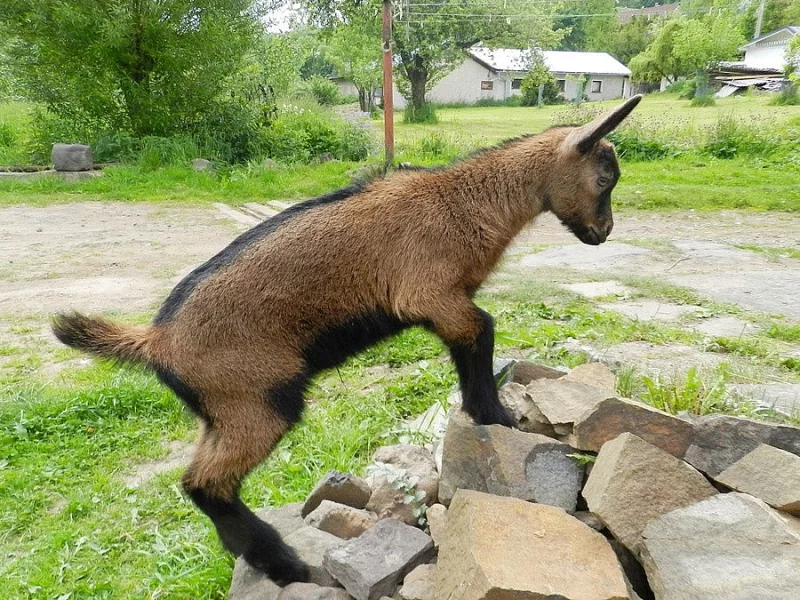 Prodám kozu – letošní kůzle