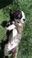 Whippet