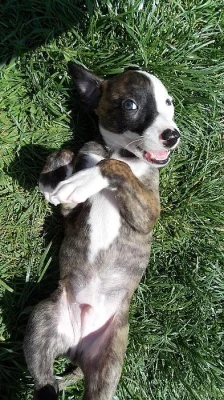 Whippet