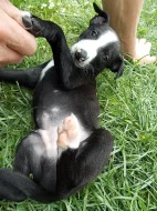 Whippet