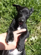 Whippet