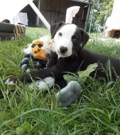 Whippet