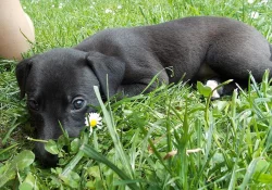Whippet