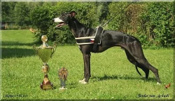 Whippet