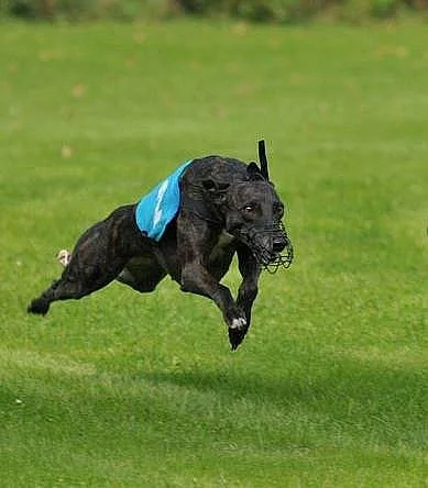 Whippet
