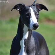 Whippet