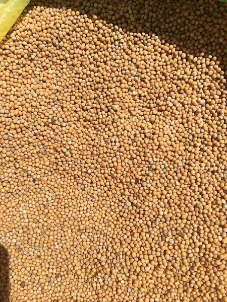 hořčice len Mustard seed offer