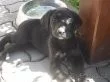 Štěně labradorského retrívra