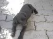 Štěně labradorského retrívra