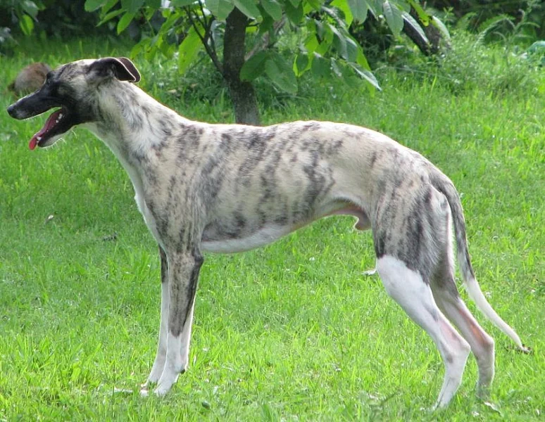 vipet, whippet, malý chrt