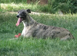 vipet, whippet, malý chrt