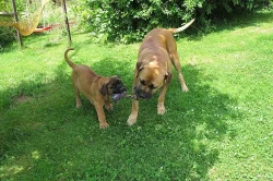 Boerboel, Búrský buldog, Burbul - štěňata s PP