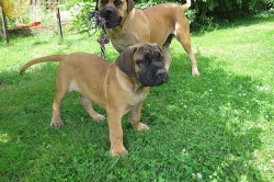 Boerboel, Búrský buldog, Burbul - štěňata s PP