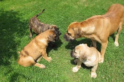 Boerboel, Búrský buldog, Burbul - štěňata s PP