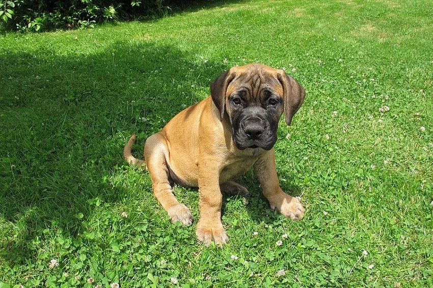Boerboel, Búrský buldog, Burbul - štěňata s PP