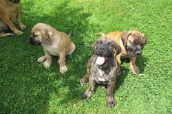 Boerboel, Búrský buldog, Burbul - štěňata s PP