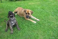 Boerboel, Búrský buldog, Burbul - štěňata s PP