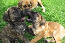 Boerboel, Búrský buldog, Burbul - štěňata s PP