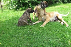 Boerboel, Búrský buldog, Burbul - štěňata s PP