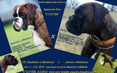 Boxer žíhané štěňátka s PP