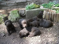 Labradorský retrívr - štěňátka