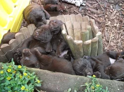 Labradorský retrívr - štěňátka