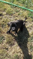 BANDOG NA PRODEJ