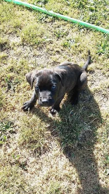 BANDOG NA PRODEJ