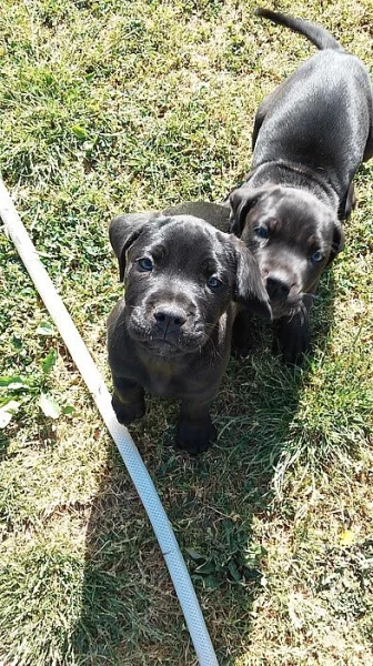 BANDOG NA PRODEJ