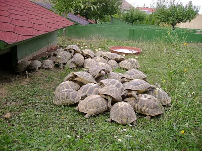 Prodám mláďata suchozemských želv