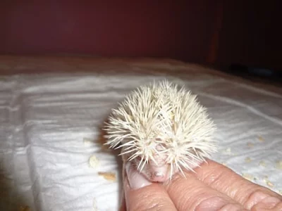 Ježek Bělobřichý / Africký Pigmy Mláďata