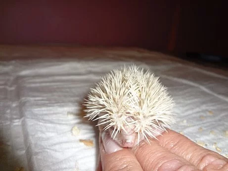 Ježek Bělobřichý / Africký Pigmy Mláďata