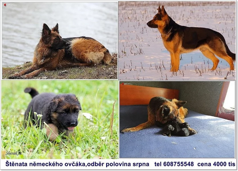 Německý ovčák - štěňátka bez PP