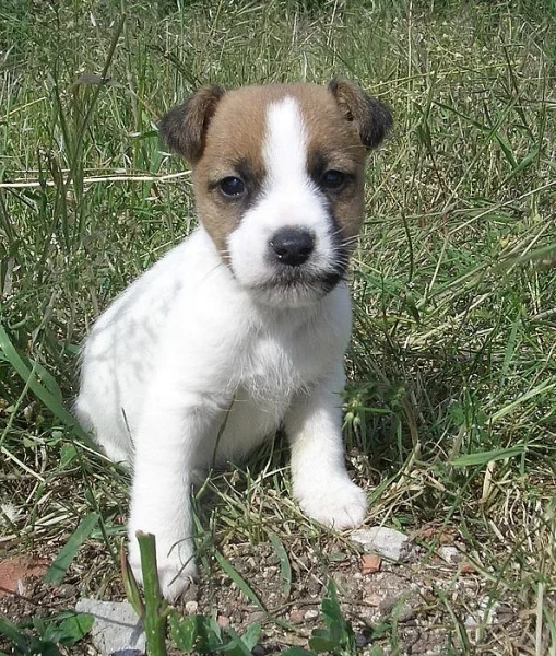 Jack Russell bez PP