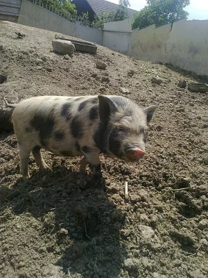Vietnamská selátka