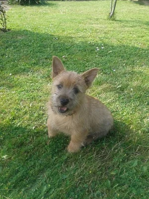 Norwich terier
