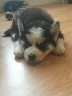 Sibiřský Husky