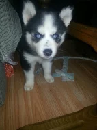 Sibiřský Husky