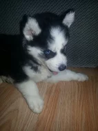 Sibiřský Husky