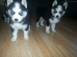 Sibiřský Husky
