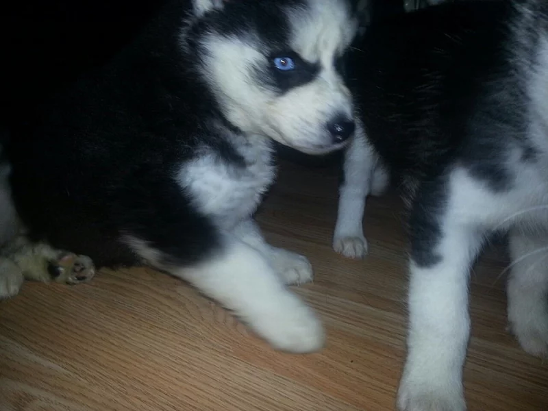Sibiřský Husky