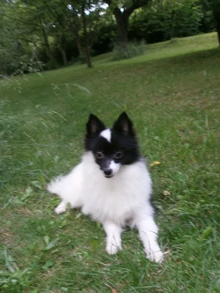 Německý špic - strakoš