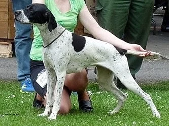 Pointer - štěňata