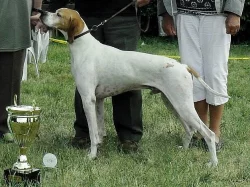 Pointer - štěňata